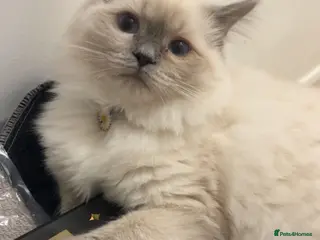 Ragdoll cats Cuddly gentle affectionate Ragdoll Female - Advert 6
