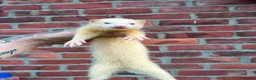 Ferret rodents for sale: Jill kits  in Sunderland - Advert 3