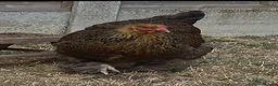Chickens poultry for sale: Brahma hen sad sale - Advert 2