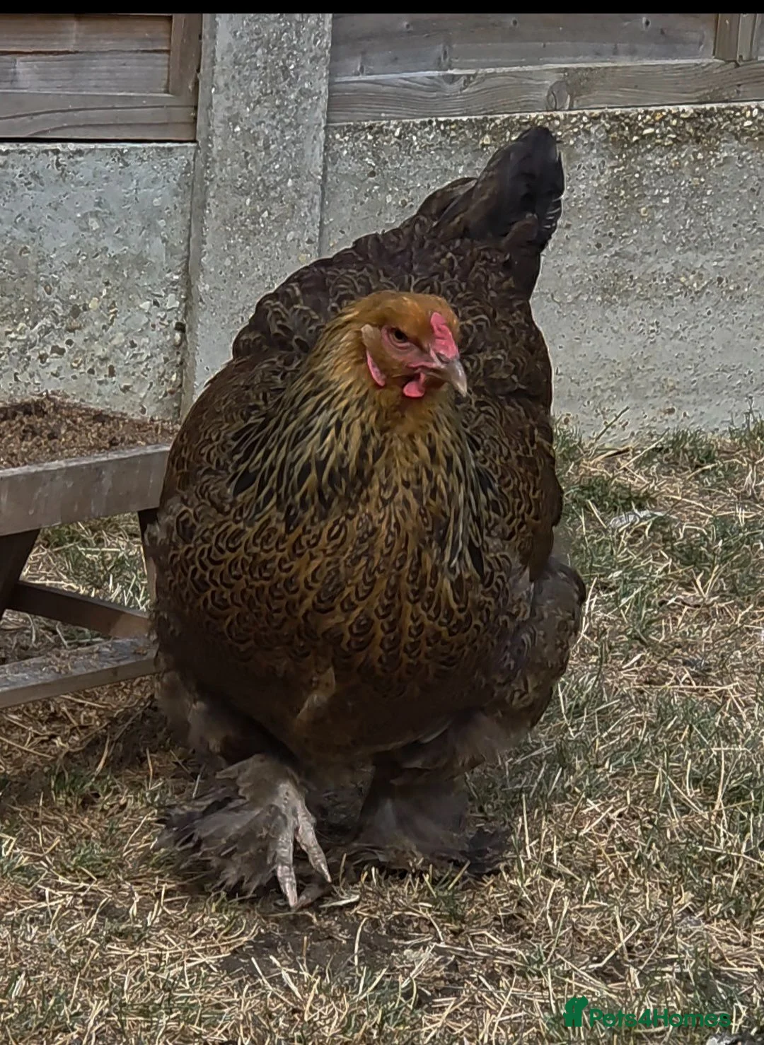 Chickens poultry for sale: Brahma hen sad sale - Advert 2