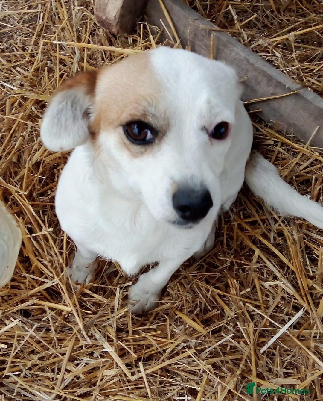 Mixed Breed dogs for adoption: RONNA - a beautiful tiny girl, for a Loving Home - Image 4