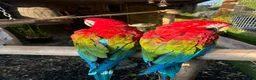 Macaws birds for sale: Green-wing Macaws-Bonded Pair  in Seaham - Advert 3