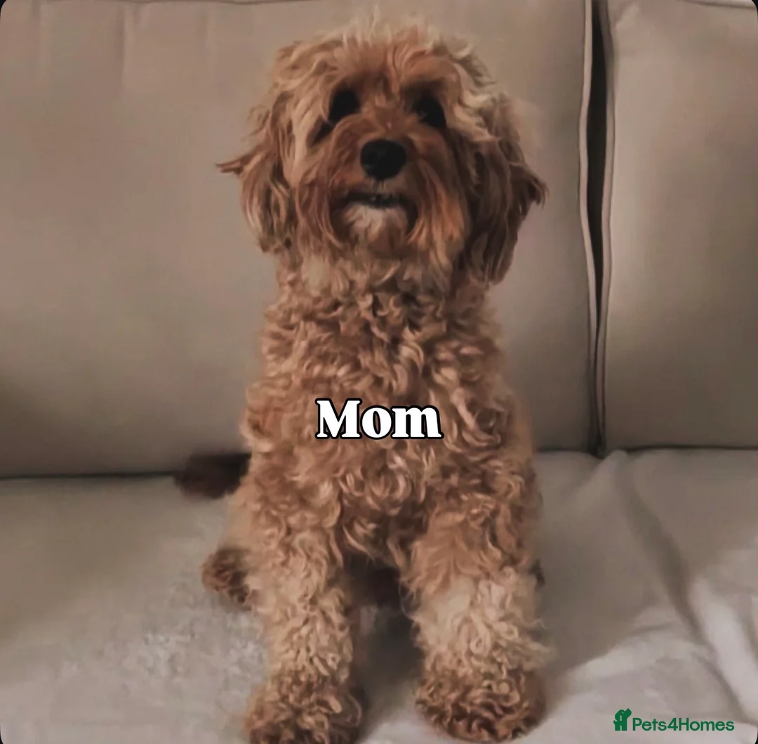Cavapoo dogs for sale: Exceptional cavapoos 5 ⭐ licensed breeder - Advert 9