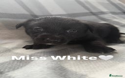 Mixed Breed dogs for sale: 10 RARE hybrid huskypoo’s!!! - Image 15