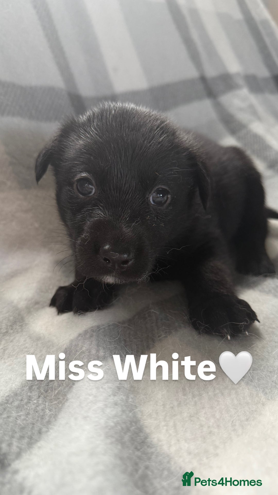 Mixed Breed dogs for sale: 10 RARE hybrid huskypoo’s!!! - Image 15