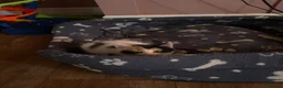 Mixed Breed cats for sale: 4 beautiful family kittens ready to leave now  - Advert 26