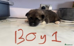 Akita dogs for sale: Bear face American akita puppy for sale  - Image 3