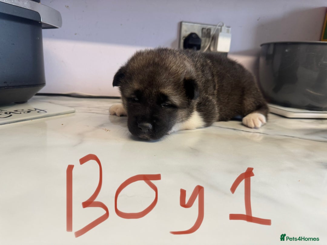 Akita dogs for sale: Bear face American akita puppy for sale  - Image 3