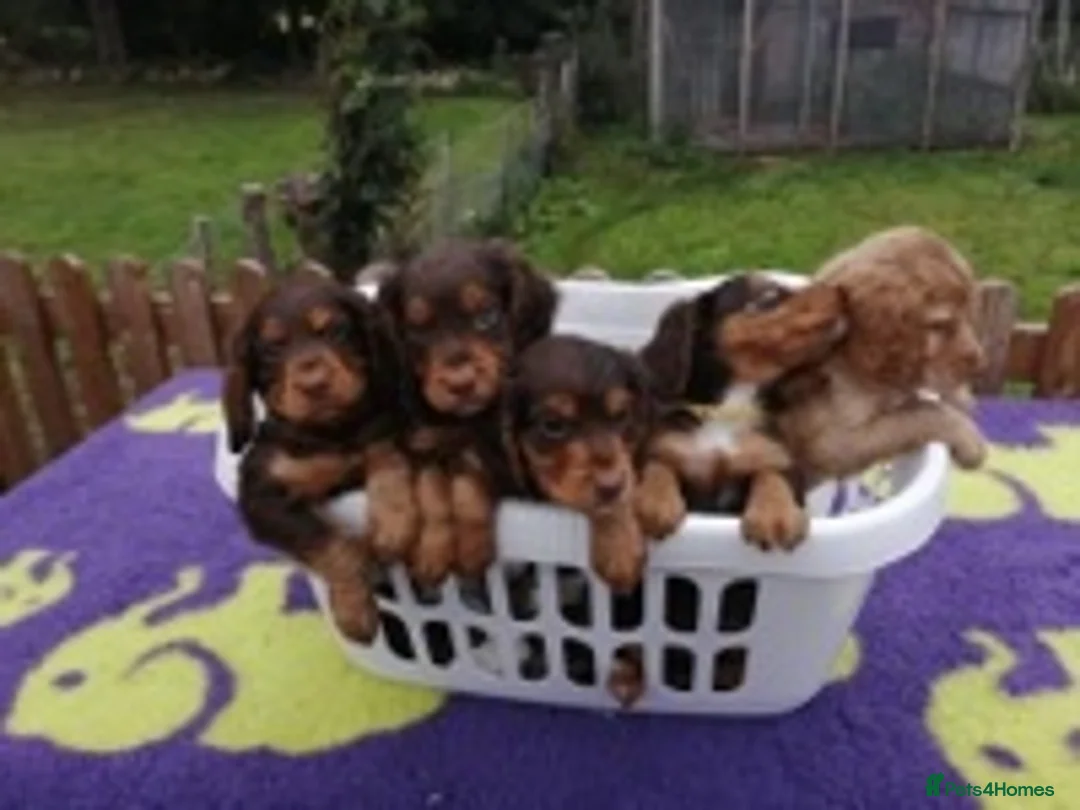 Cocker Spaniel dogs for stud: DNA TESTED CHOC AND TAN WORKING COCKER in Doncaster - Advert 6