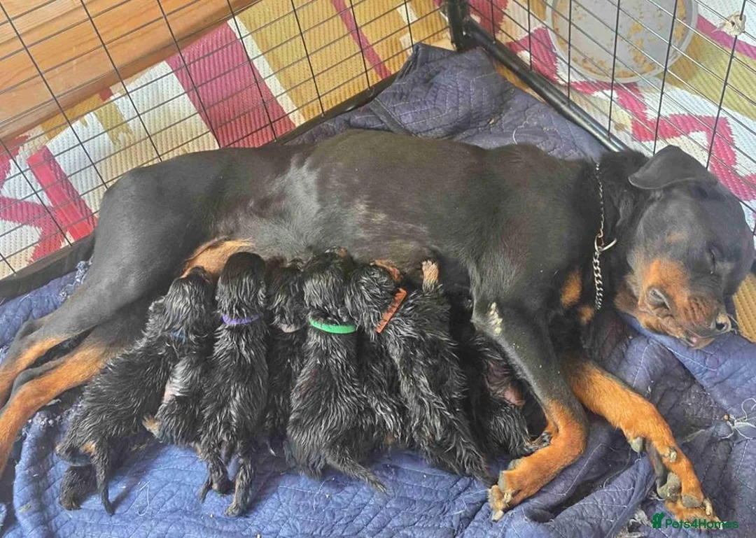 Rottweiler dogs for sale: 🫶🏻european🥹Favourable❤️‍🩹rotties for sweet hom in Cwmbran - Advert 8