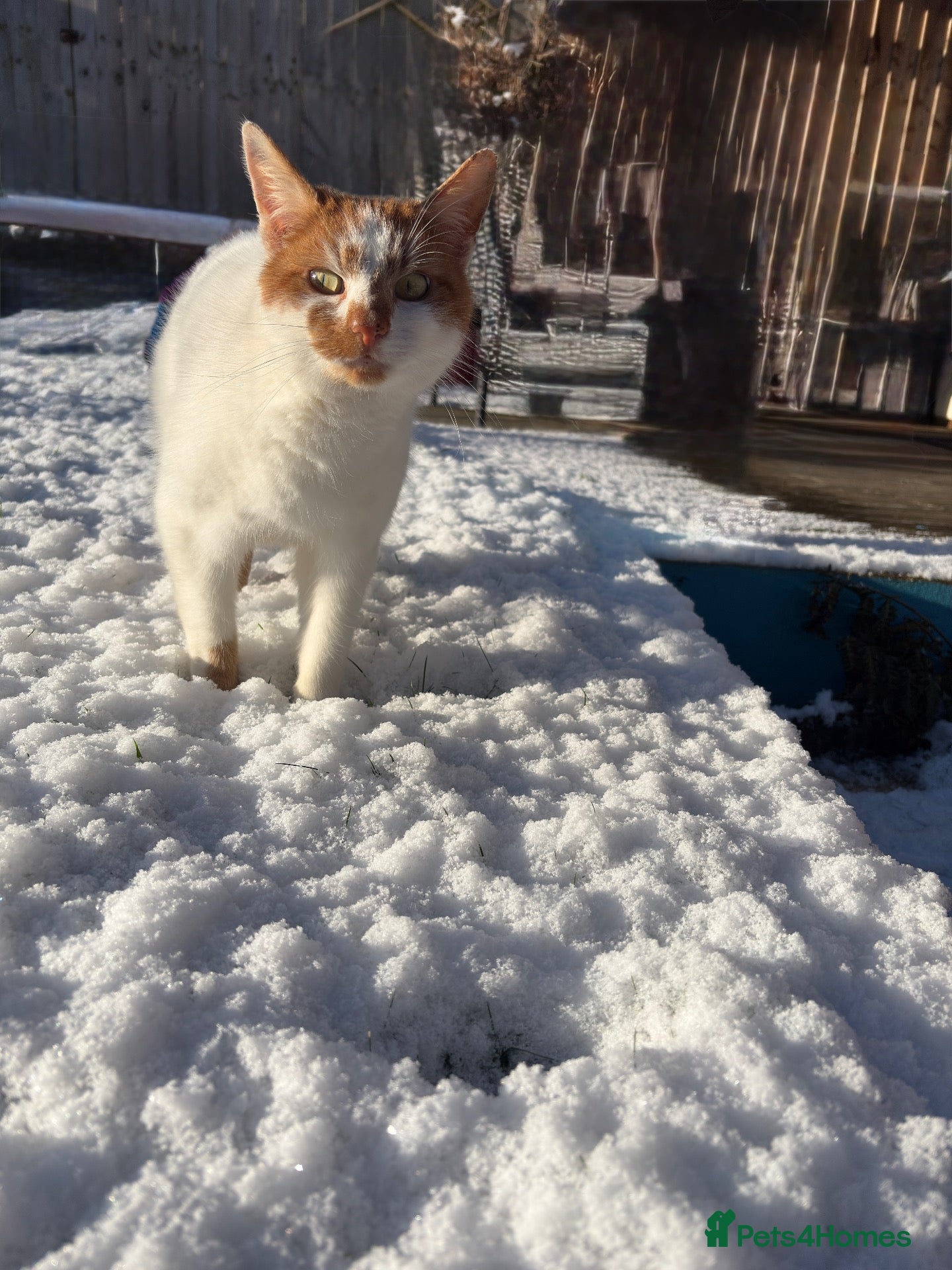 Mixed Breed cats for sale: Male cat  - Advert 2