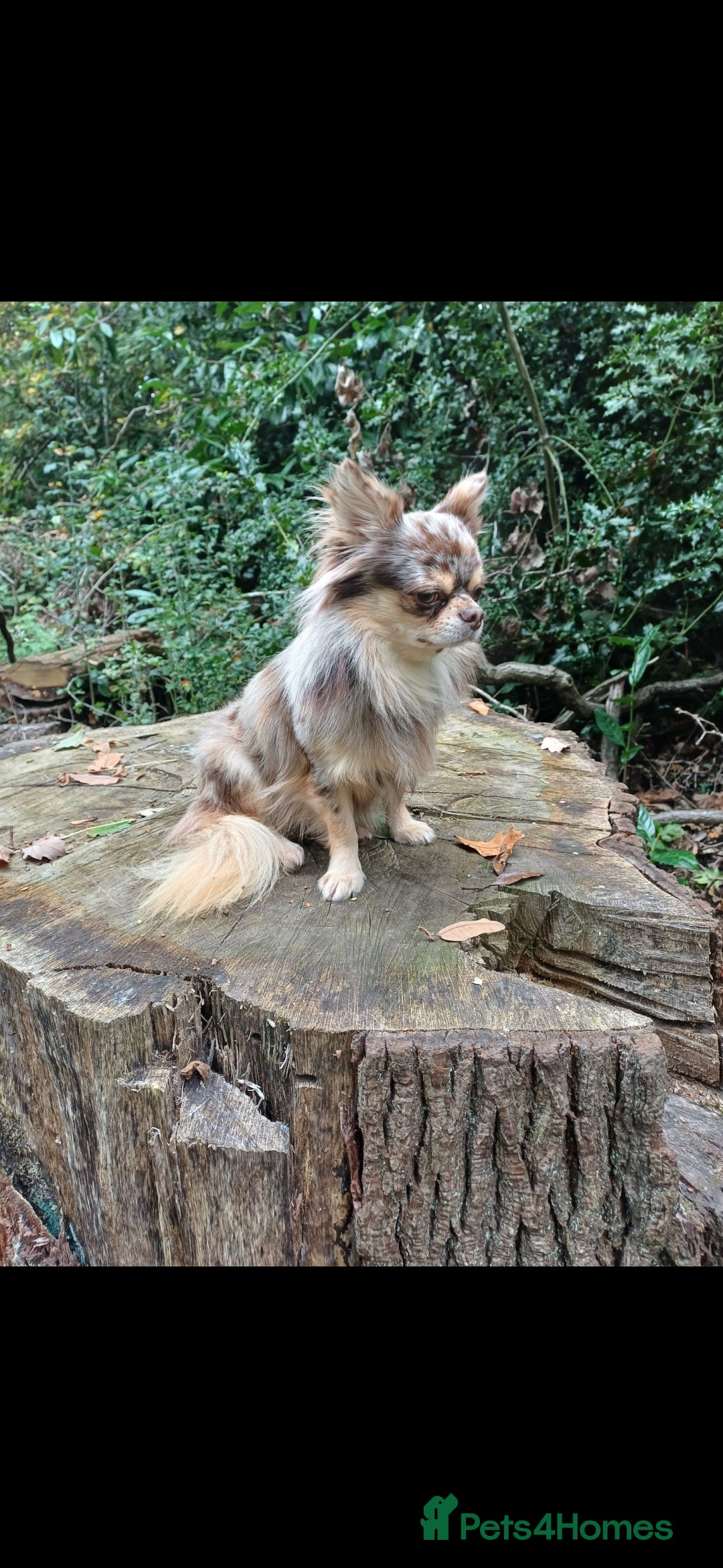 Chihuahua dogs for stud: MARLEY has arrived for stud🏆 k.c merle boy - Image 13