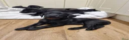Labrador Retriever dogs for sale: Black Lab Pups INT FT Ch Sire Champion Bloodlines - Advert 17