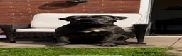 Cane Corso dogs for sale: Cane corso puppies in Evesham - Advert 15