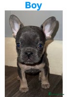 French Bulldog dogs French Bulldog puppies - Advert 2