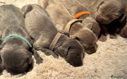 Weimaraner dogs for sale:  KC Reg Weimaraner Pups from Champion Bloodlines ✨ - Image 16