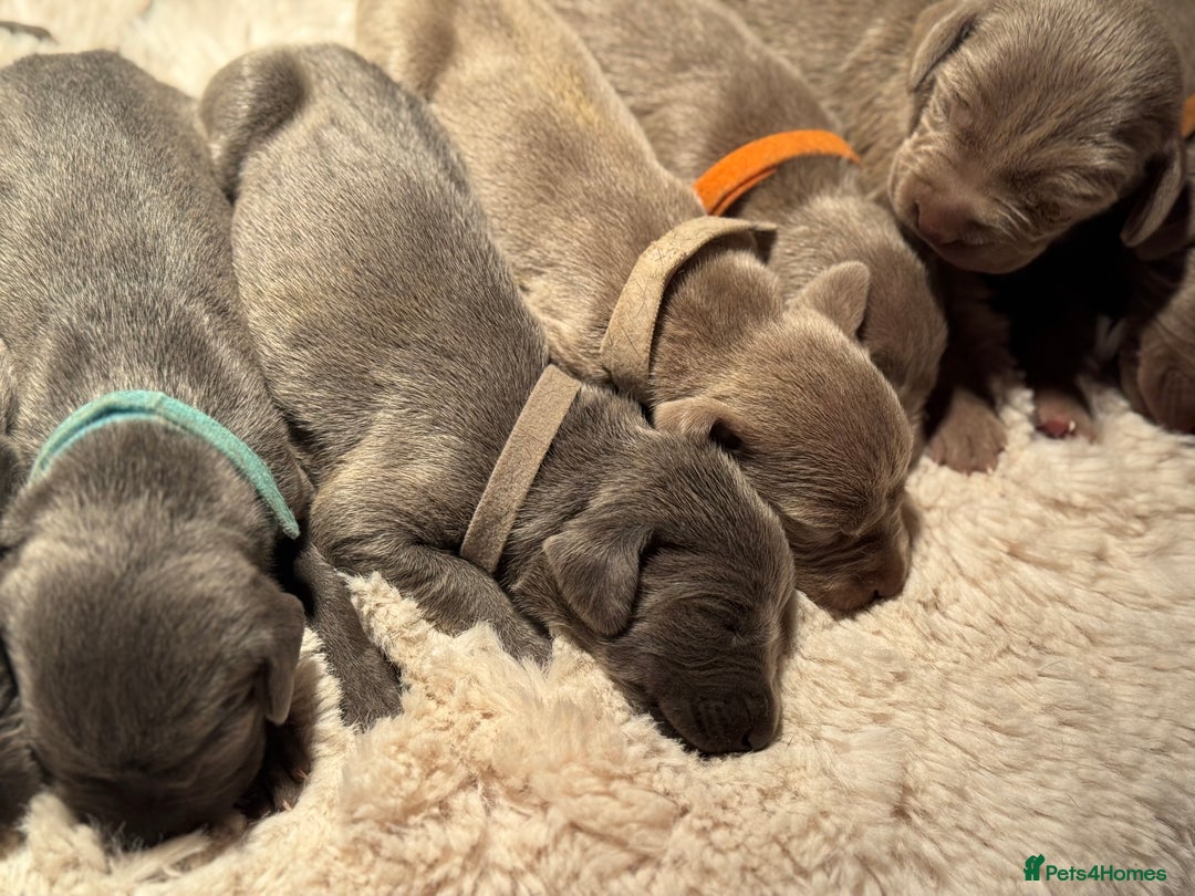 Weimaraner dogs for sale:  KC Reg Weimaraner Pups from Champion Bloodlines ✨ - Image 16
