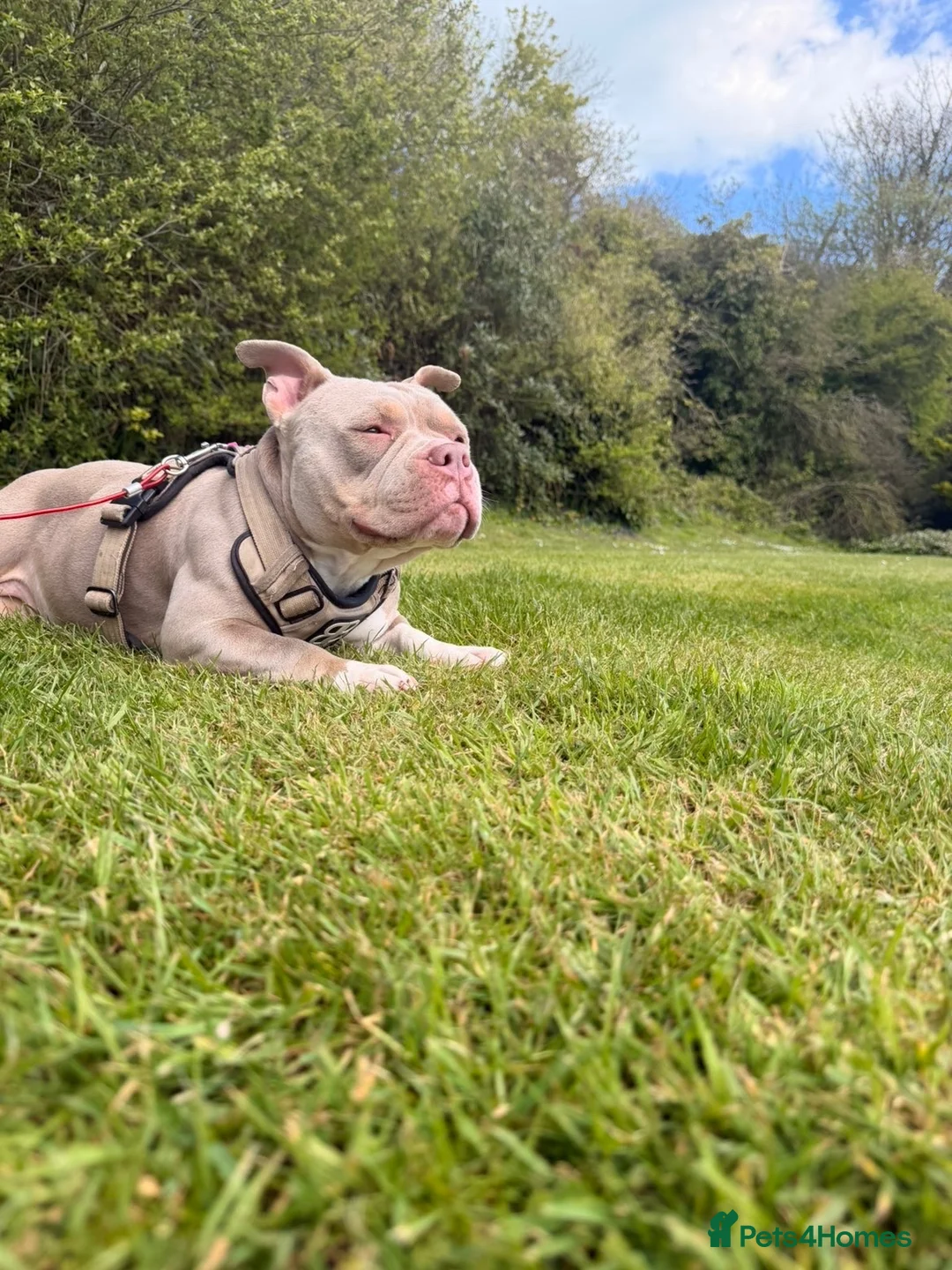 American Bully dogs for sale: Blue x lilac tri American pocket bully pups - Advert 2