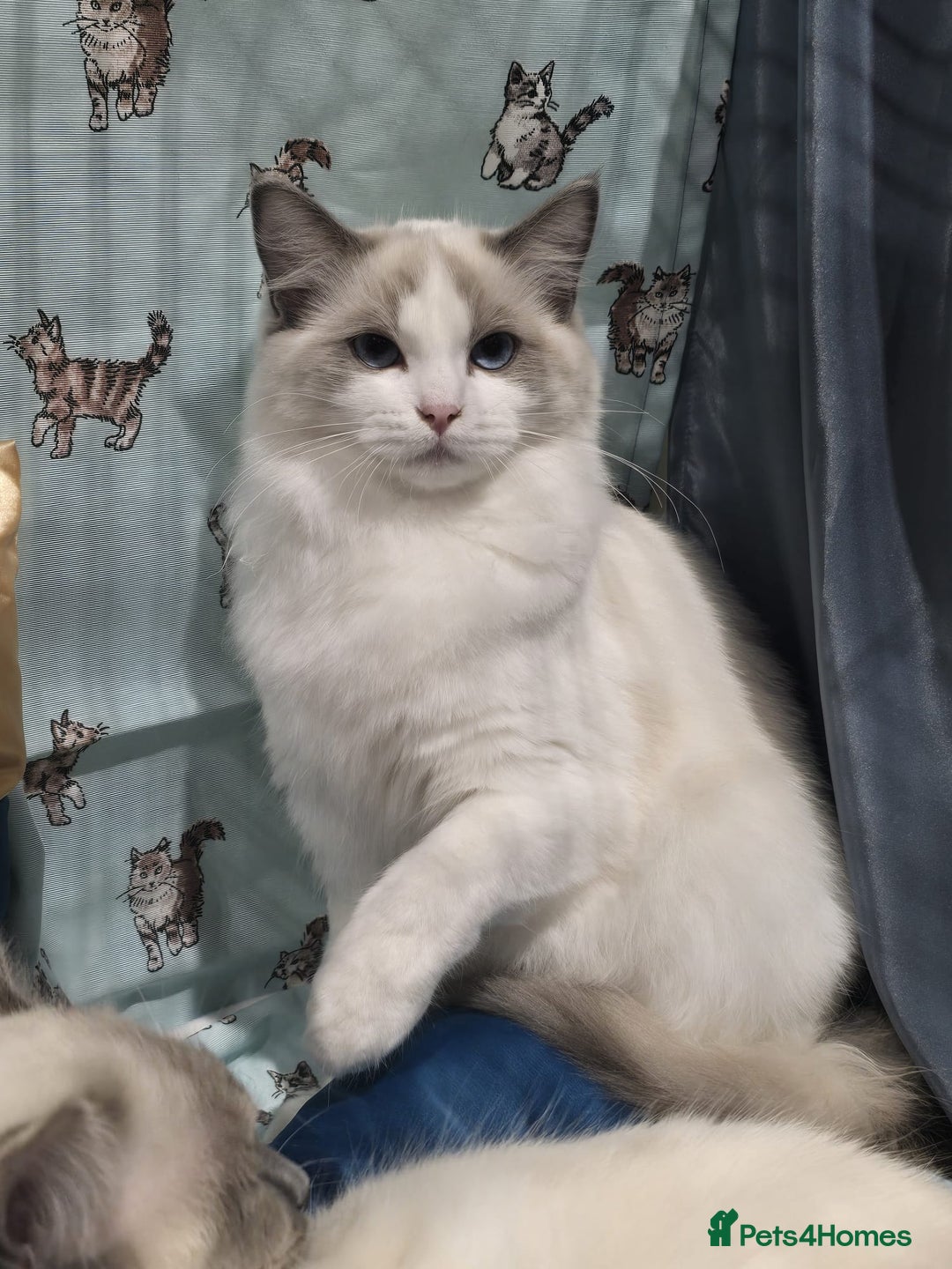 Ragdoll cats for sale: GCCF Registered. Grand Champion Bloodlines. - Advert 35