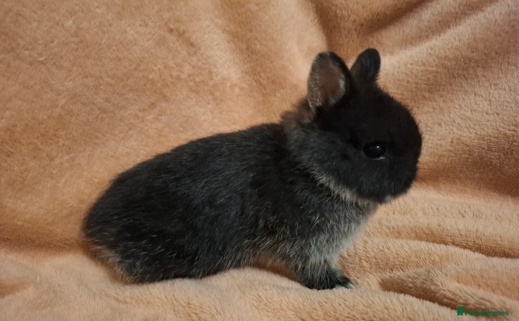 Netherland Dwarf rabbits - Advert 2