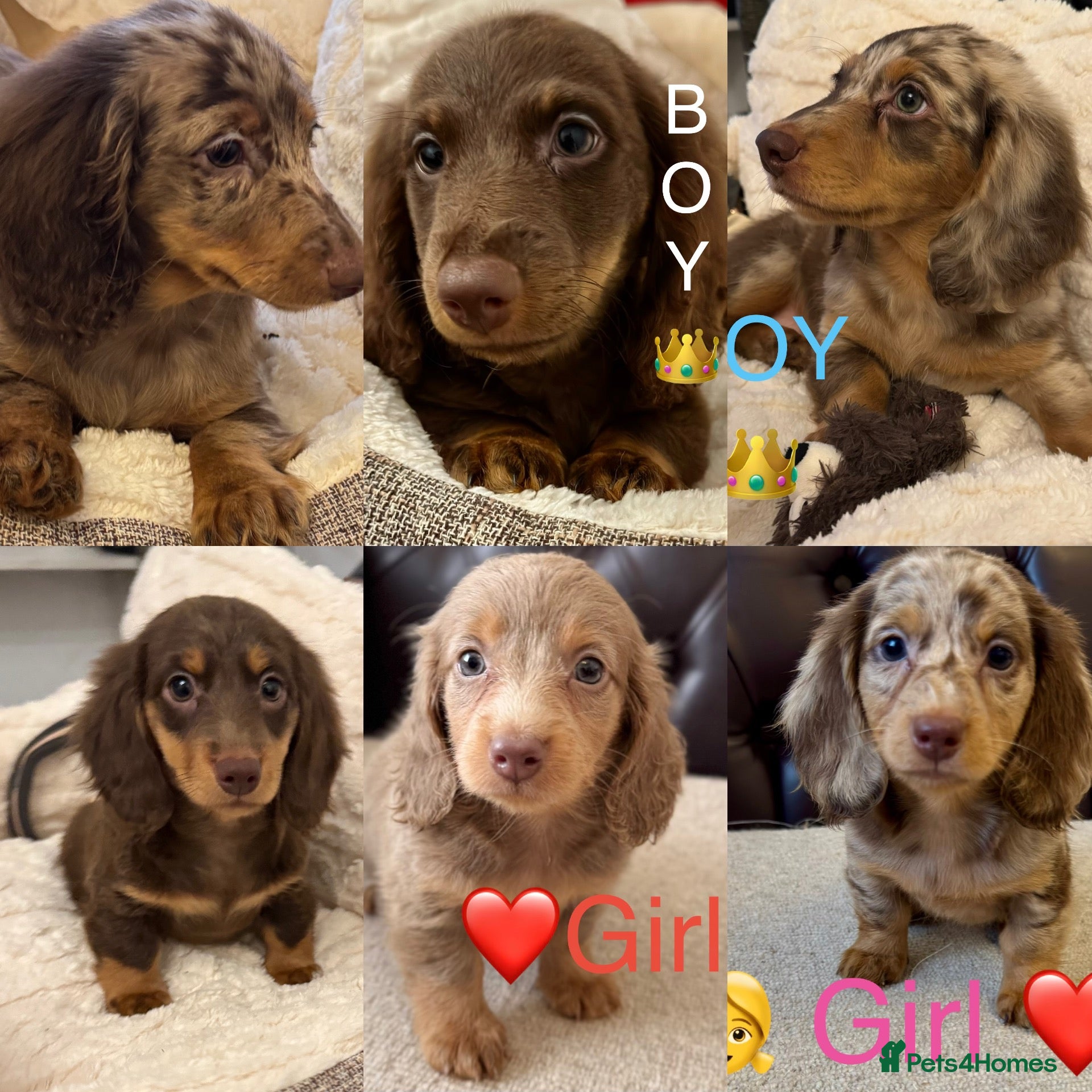 Miniature Dachshund dogs Dachshund miniature long hair  - Advert 18