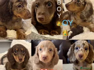 Miniature Dachshund dogs Dachshund miniature long hair - Advert 18