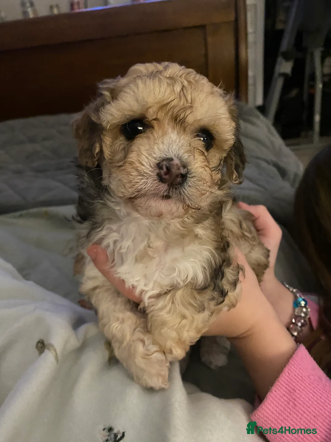 Maltipoo dogs for sale: Gorgeous Merle and phantom maltipoos  - Advert 2