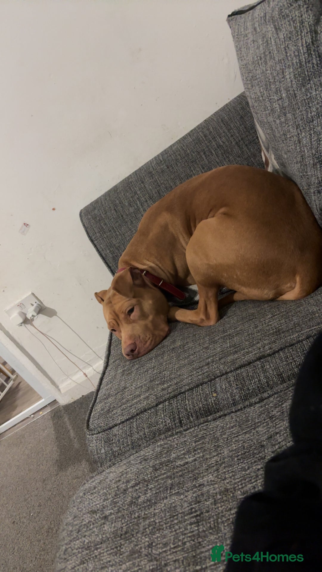 Mixed Breed dogs for sale: Rehome (no cost)  - Advert 1