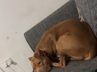 Mixed Breed dogs Rehome (no cost) - Advert 2