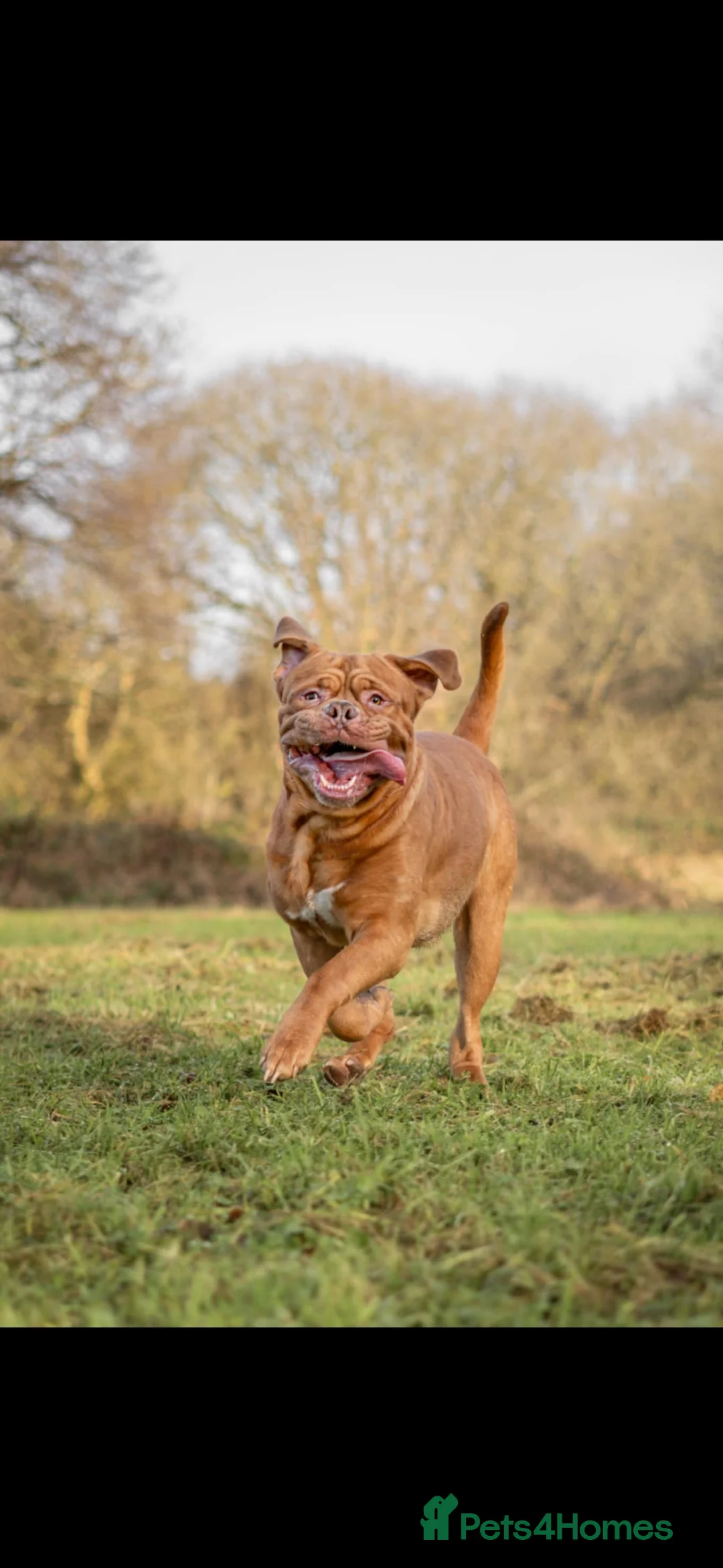 Dogue De Bordeaux dogs for sale: Loveable dogue de bordeaux Odin - Advert 2