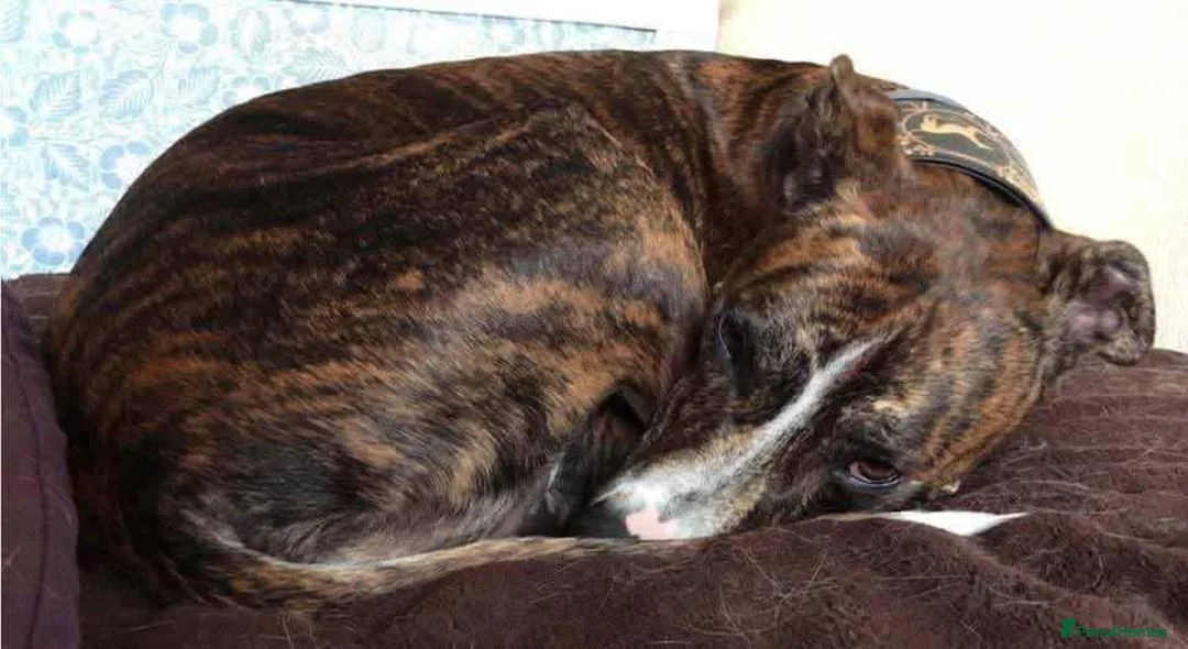 Mixed Breed dogs for adoption: Meet Oscar, currently residing in Oxfordshire  in Abingdon - Advert 10