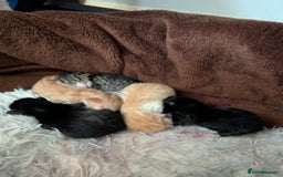 Siamese cats for sale: Siamese x breed  - Image 2