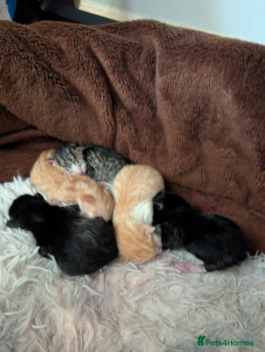 Siamese cats for sale: Siamese x breed  - Image 2