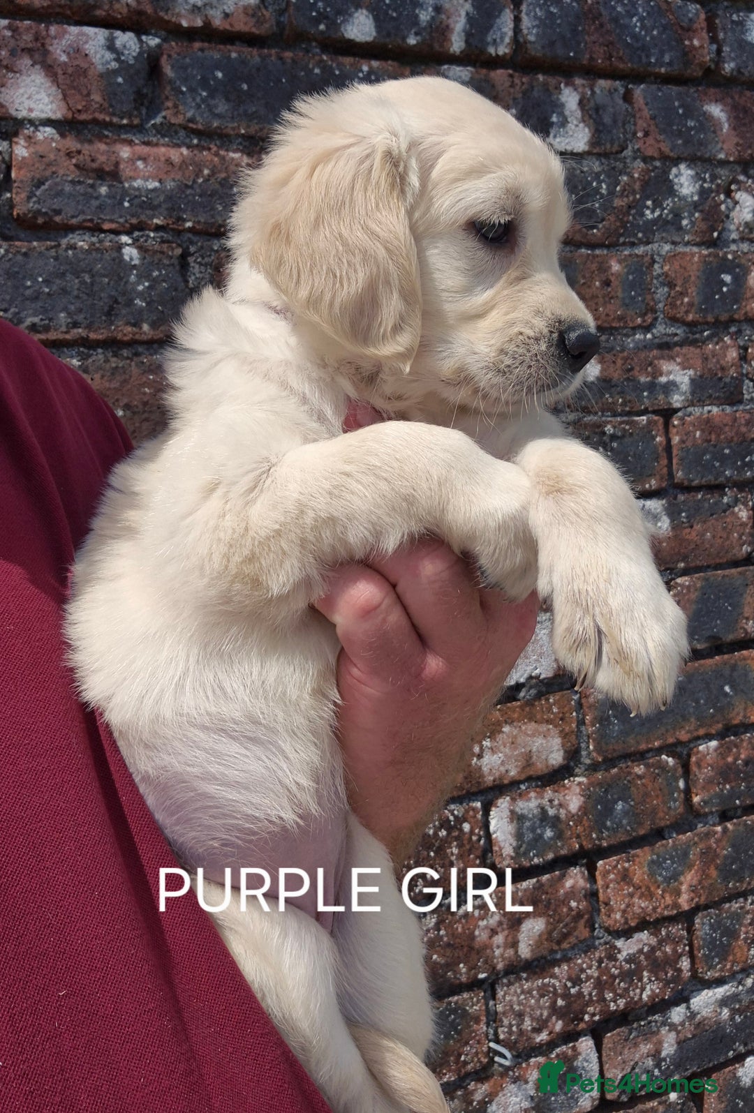 Golden Retriever dogs for sale: KC GOLDEN RETRIEVER PUPPIES  - Image 13