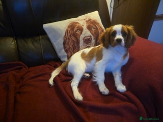 Cavalier King Charles Spaniel dogs KC Reg Cavalier King Charles pups Fully Vaccinated - Advert 1