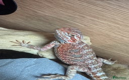 Bearded Dragon reptiles for sale: Juvenile Bearded Dragon PLUS full setup - Image 22