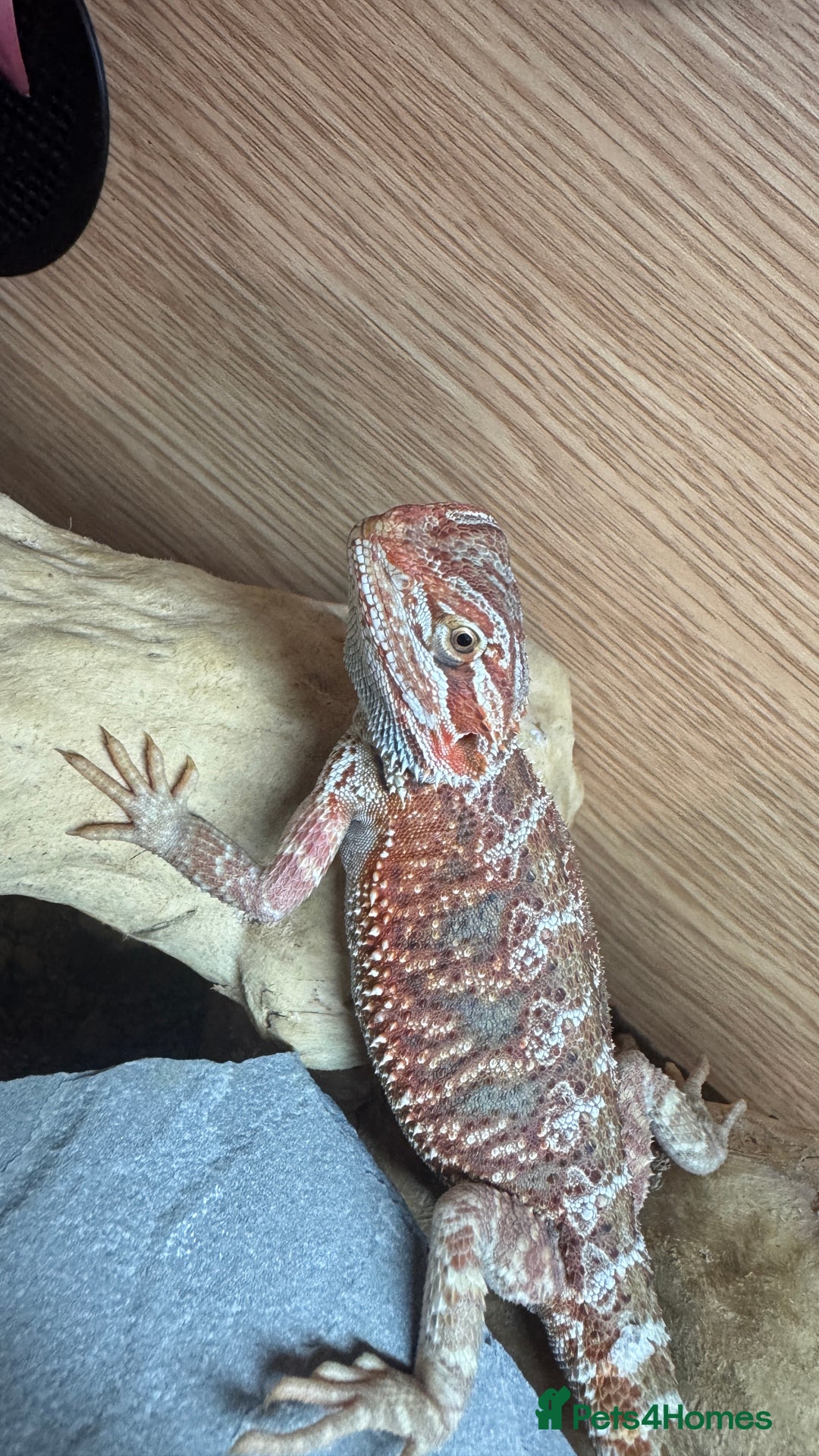 Bearded Dragon reptiles for sale: Juvenile Bearded Dragon PLUS full setup - Image 22