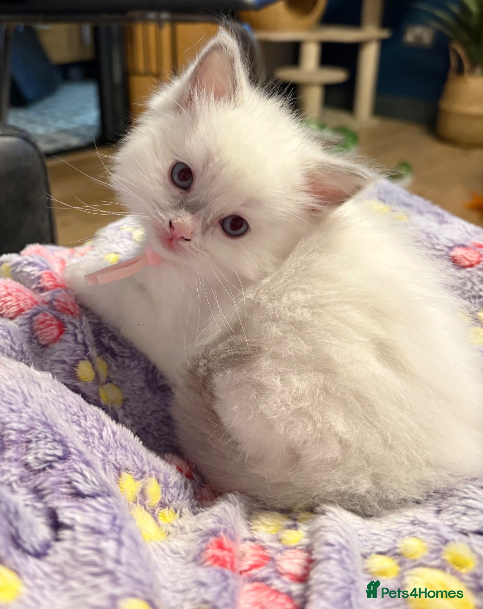 Ragdoll cats Pure Ragdoll Kittens - Advert 1