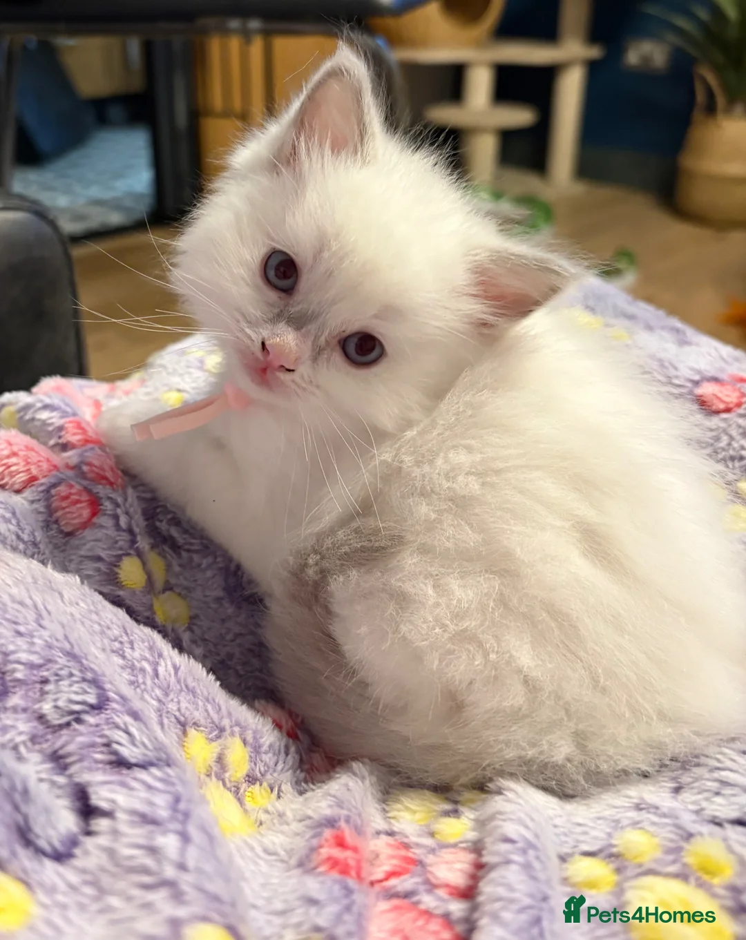 Ragdoll cats for sale: Pure Ragdoll Kittens - Advert 1