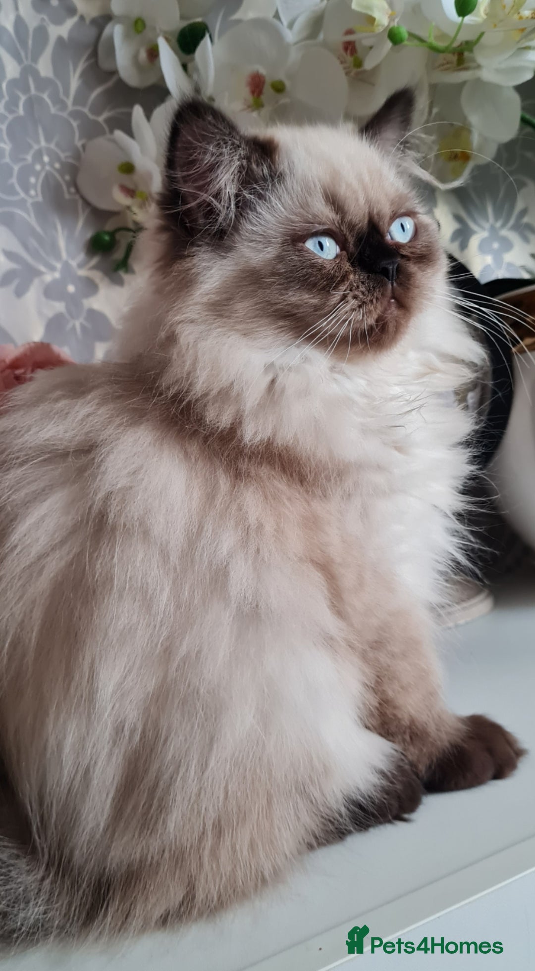 Persian cats for sale: Himalayen persian kittens last boy ready now - Image 11