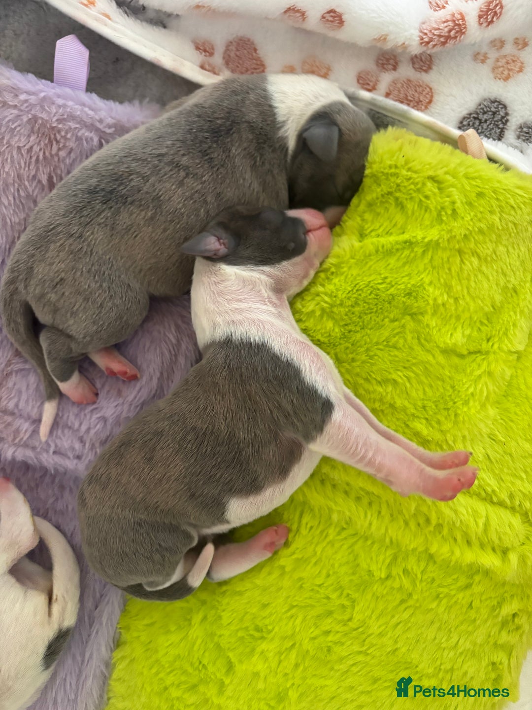 Whippet dogs for sale: Beautiful Blue Girl Whippet pup LAST ONE - Advert 6