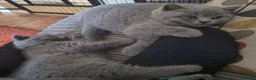 British Shorthair cats for sale: GCCF Registered Britsh Shorthairs £990 for both - Advert 7