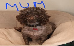 Shihpoo dogs for sale: shihpoo pups ONE BOY LEFT  - Image 7