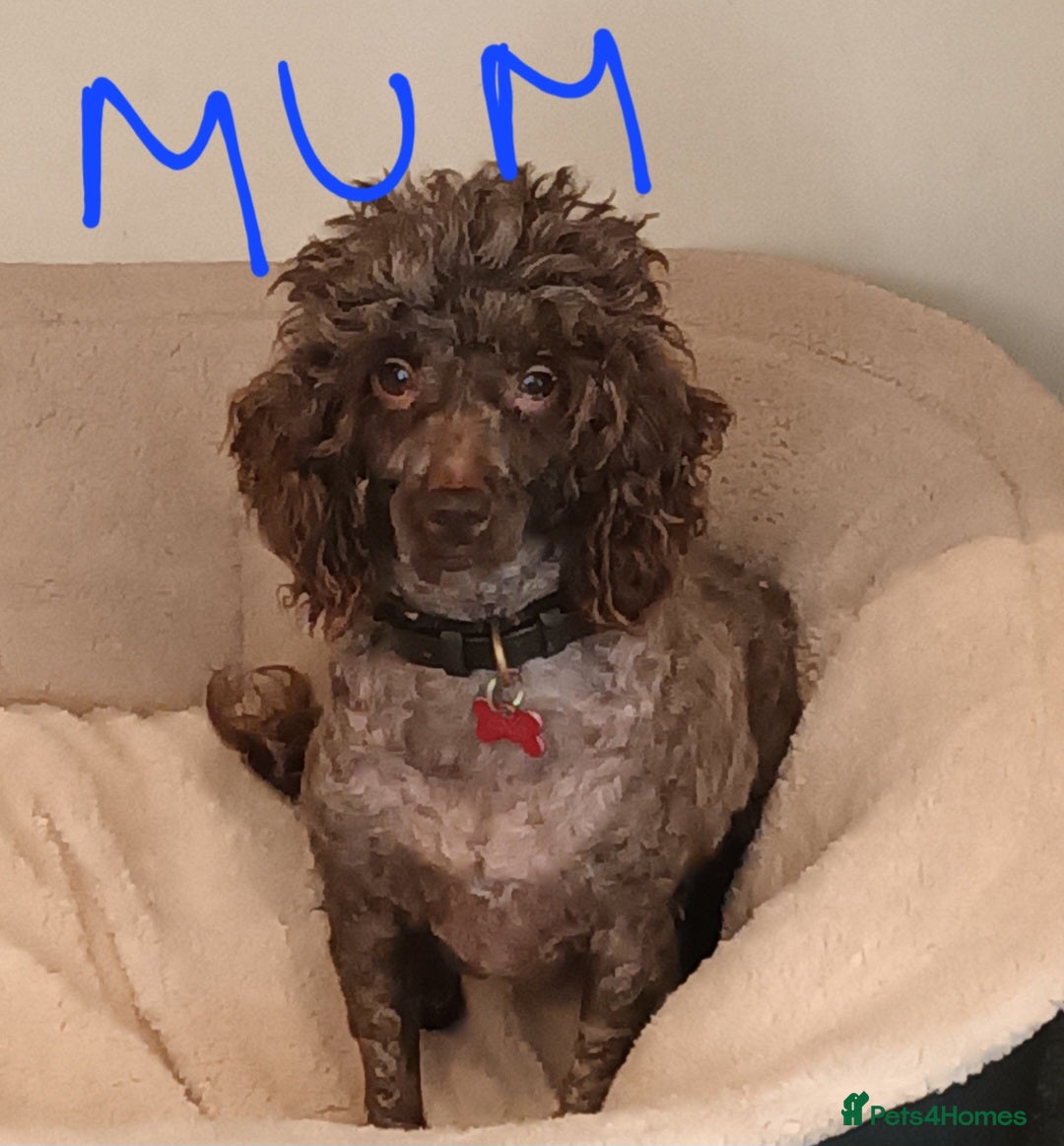 Shihpoo dogs for sale: shihpoo pups ONE BOY LEFT  - Image 7