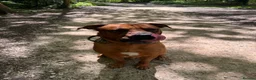 Mixed Breed dogs for sale: Dogue de Bordeaux × Mastiff Puppies - Advert 6