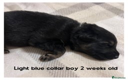 German Shepherd dogs for sale: German shepherd puppies  - Image 12