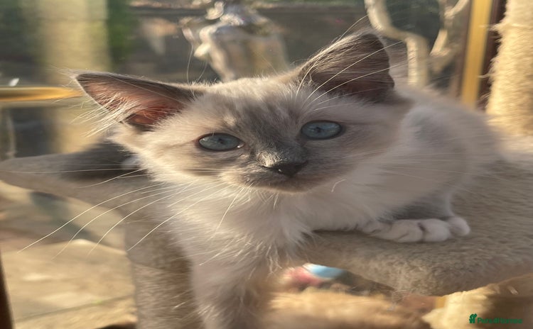 Ragdoll cats Beautiful ragdoll kittens  - Advert 5