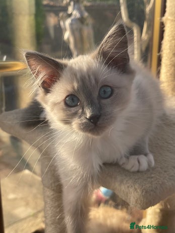 Ragdoll cats Beautiful ragdoll kittens - Advert 5