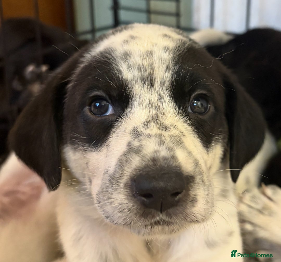 Mixed Breed dogs for sale: Pyrematian puppies - Advert 15