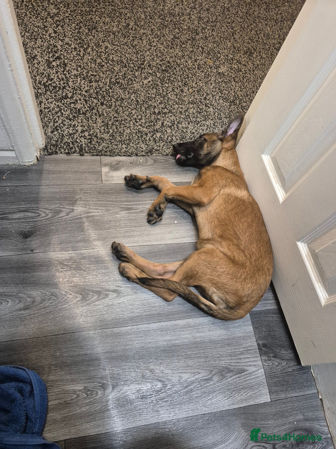 Belgian Shepherd Dog dogs for sale: Belgian malinois  - Advert 4